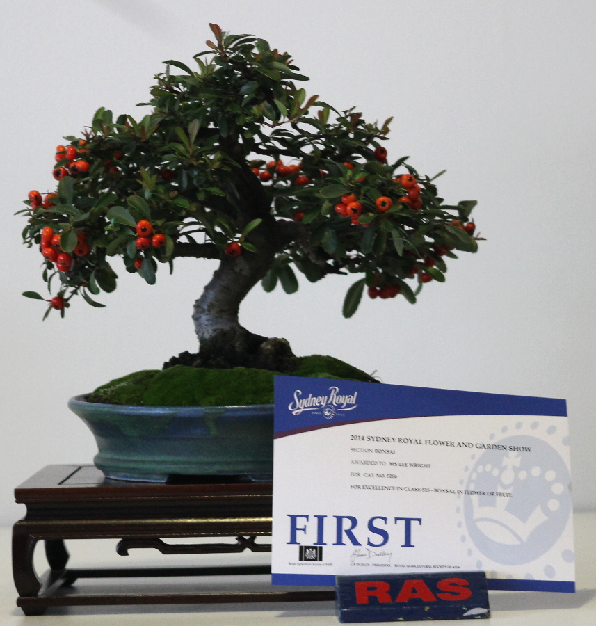 2014 Royal Easter Show - - Pyaracantha - Winning bonsai in flower or fruit