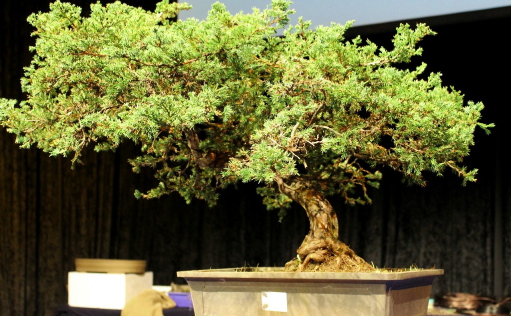 Advanced Juniper at commencement of restyle