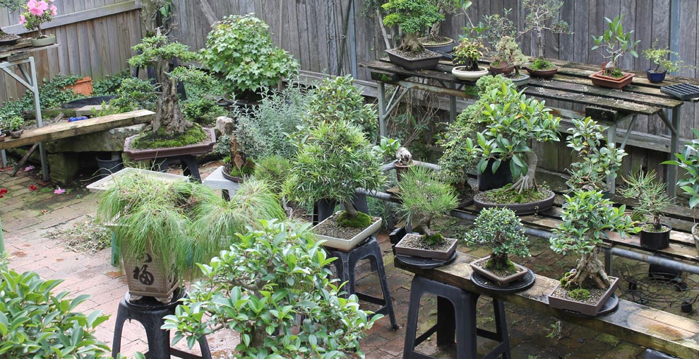 Trees in Development Sydney City Bonsai Club