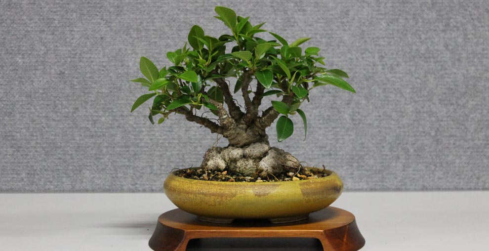 Exotic Bonsai Sydney City Bonsai Club